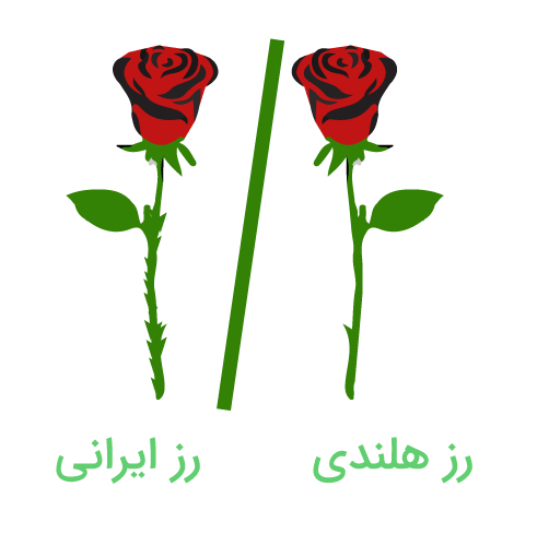 تفاوت رز ایرانی و گل رز هلندی
