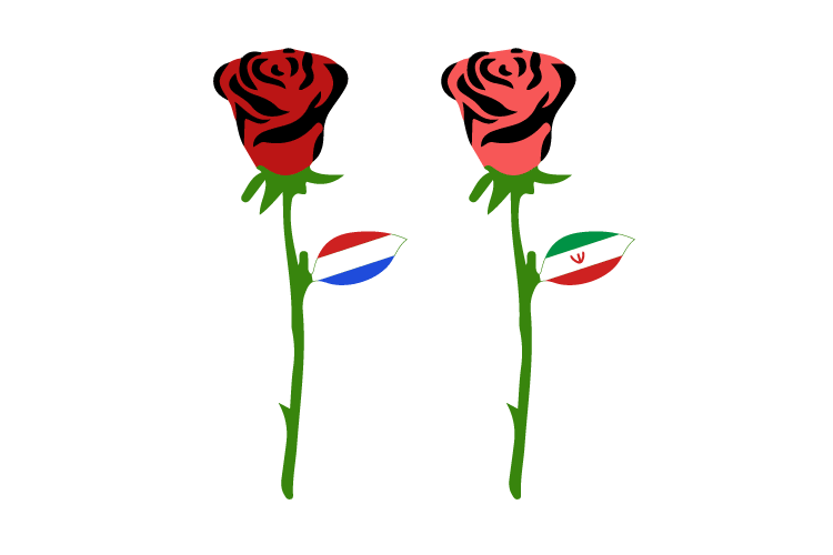 تفاوت رنگ گلبرگ های گل رز هلندی و رز ایرانی