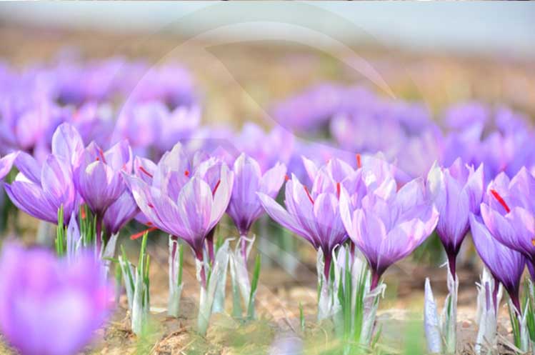 پرورش زعفران در گلخانه-پرسودترین محصولات گلخانه ای-نهال رویش