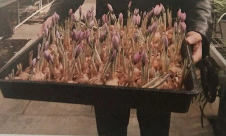 نمونه‌ای از قفسه فلزی و پلاستیکی برای پرورش زعفران در گلخانه