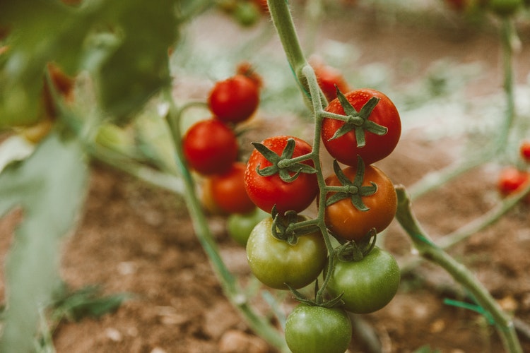 شرایط خاک گلخانه گوجه فرنگی برای کشت بوته گوجه