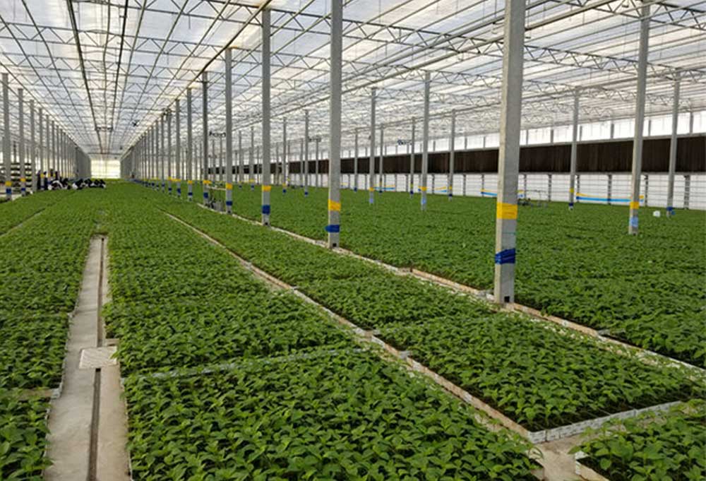 سبزی گلخانه ای