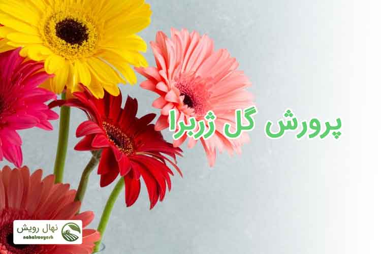 پروش گل ژربرا
