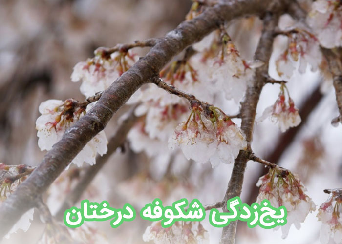 یخ زدگی شکوفه درختان
