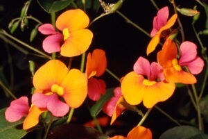 گل تزئینی Chorizema