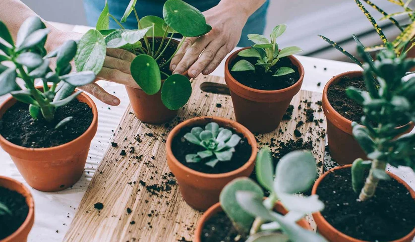 پرفروش‌ترین گل‌های آپارتمانی