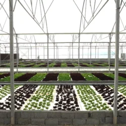 پروژه گلخانه