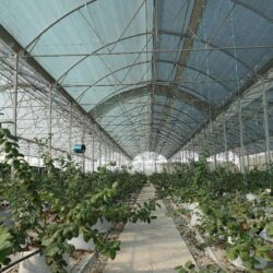 پروژه گلخانه