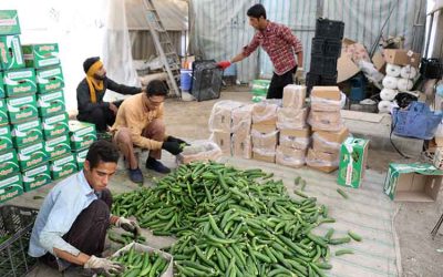 بسته بندی محصولات گلخانه